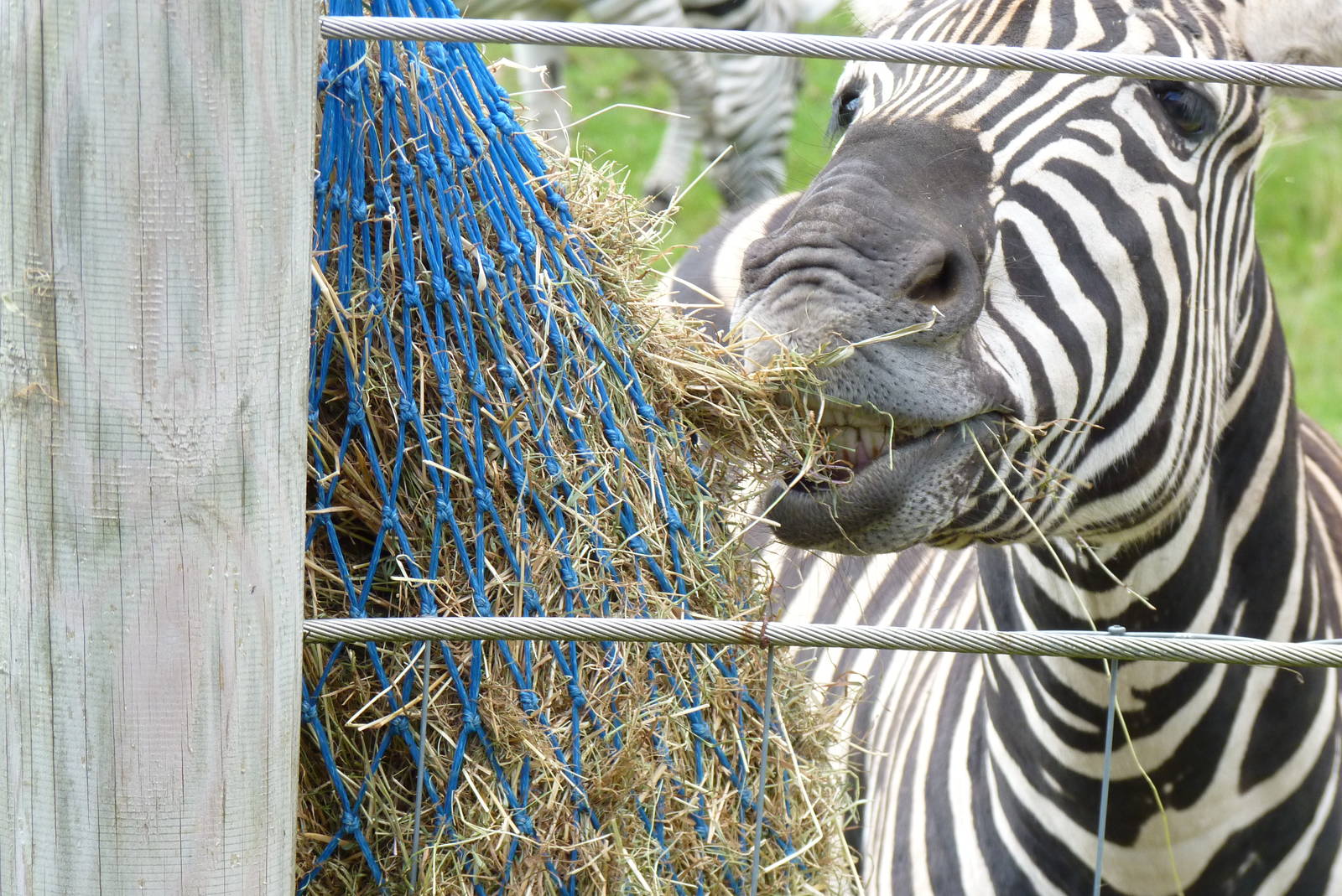 Zebra, September 2016