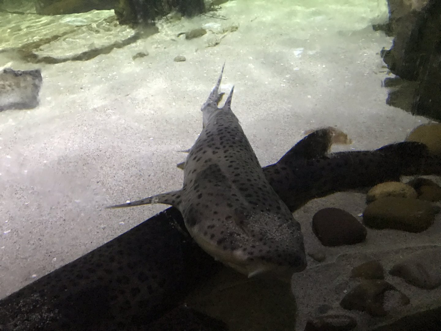Zebra shark 090818