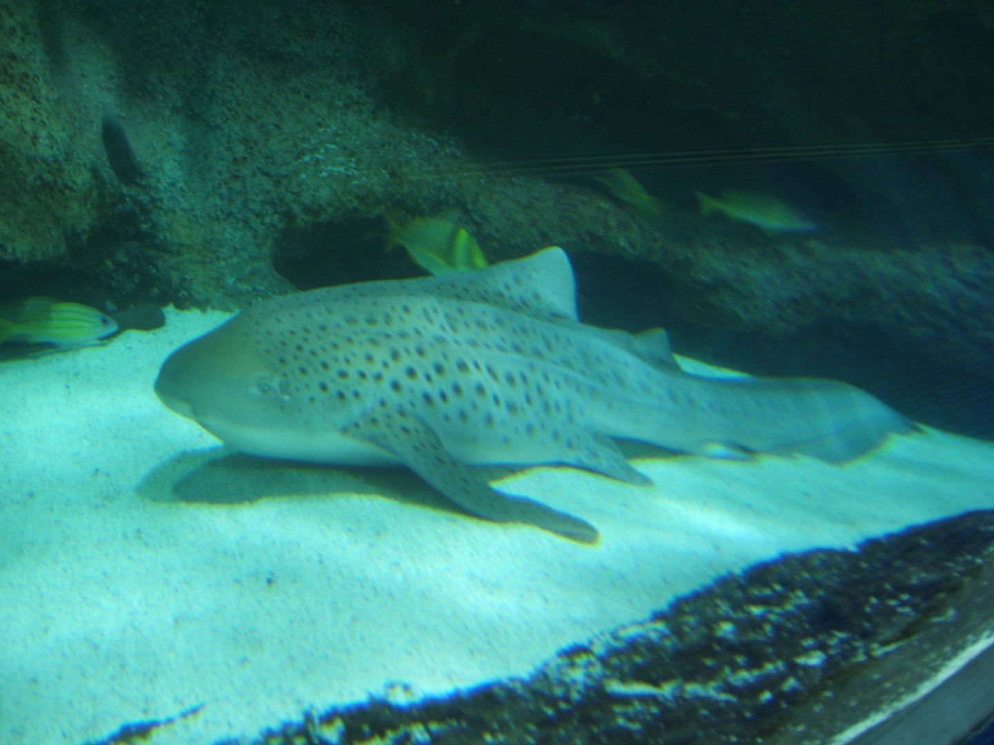 Zebra Shark 17/04/2019