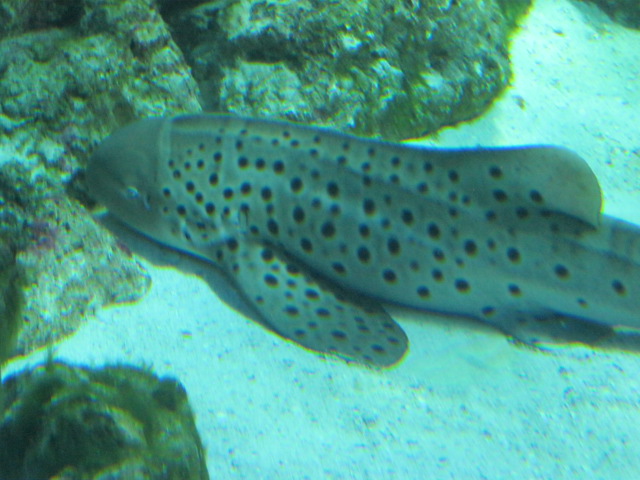 Zebra Shark 2015