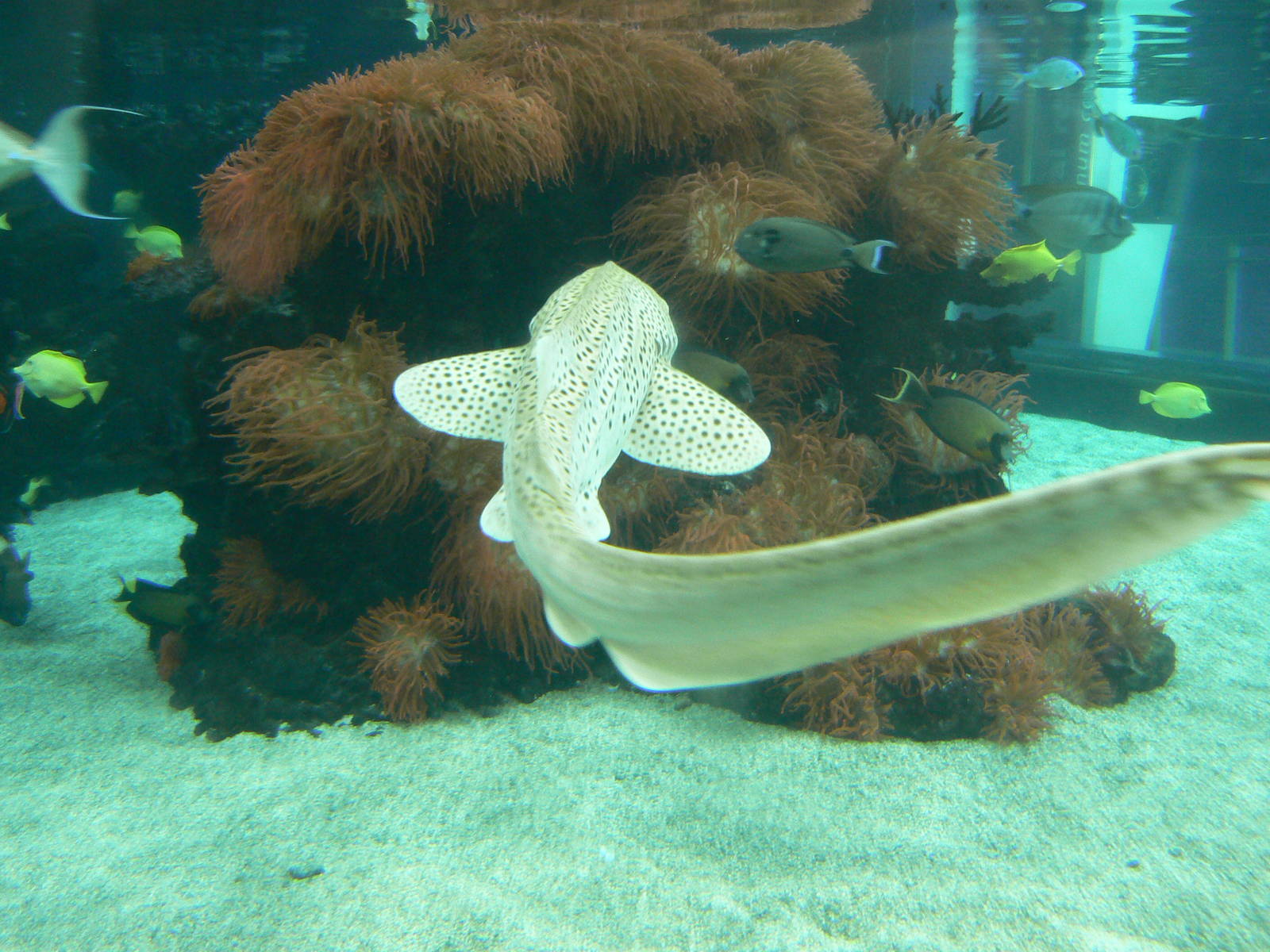 Zebra Shark - 26 March 2016