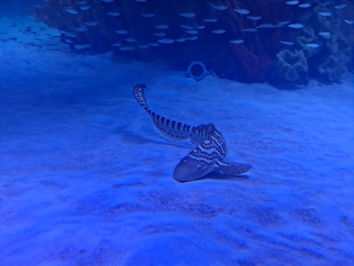 Zebra Shark (4/19/25)