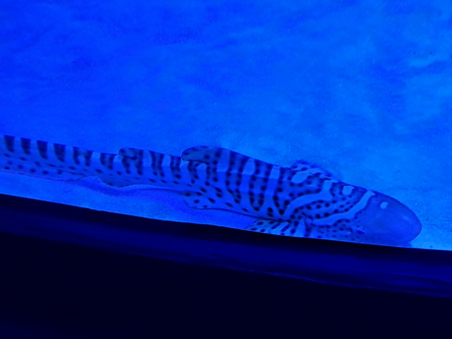 Zebra Shark (4/19/25)