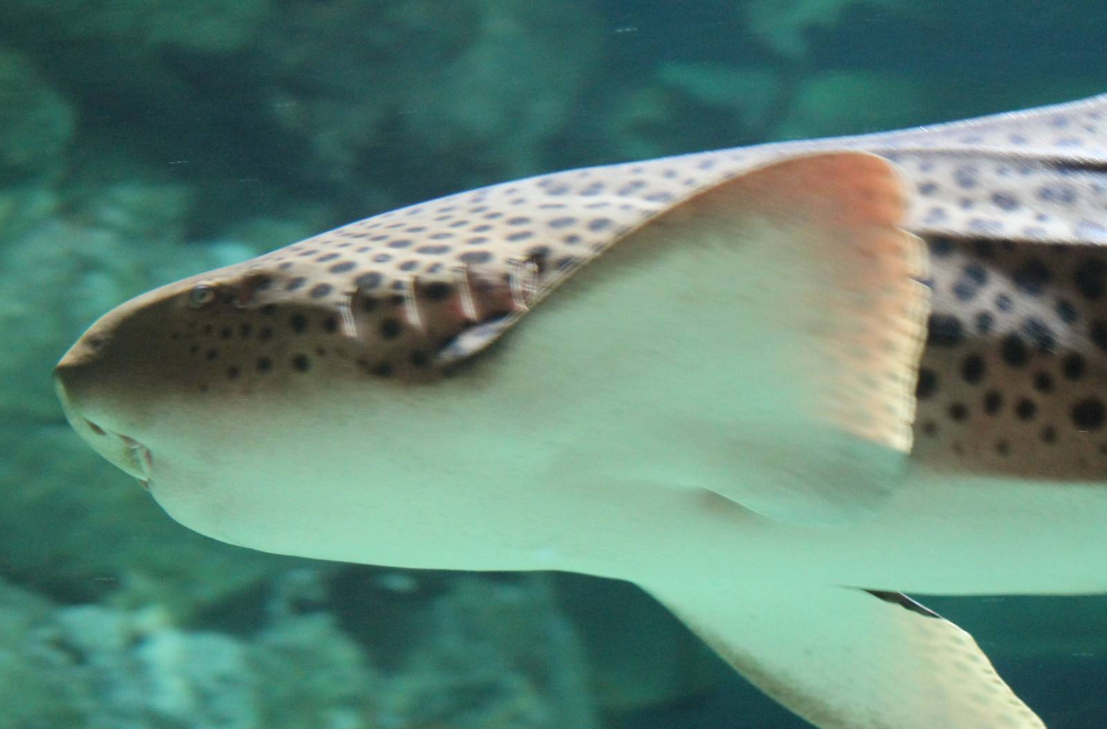 Zebra shark adult