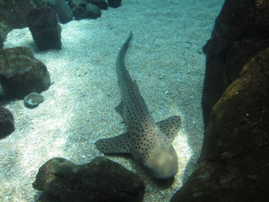 Zebra Shark (aka leopard Shark)