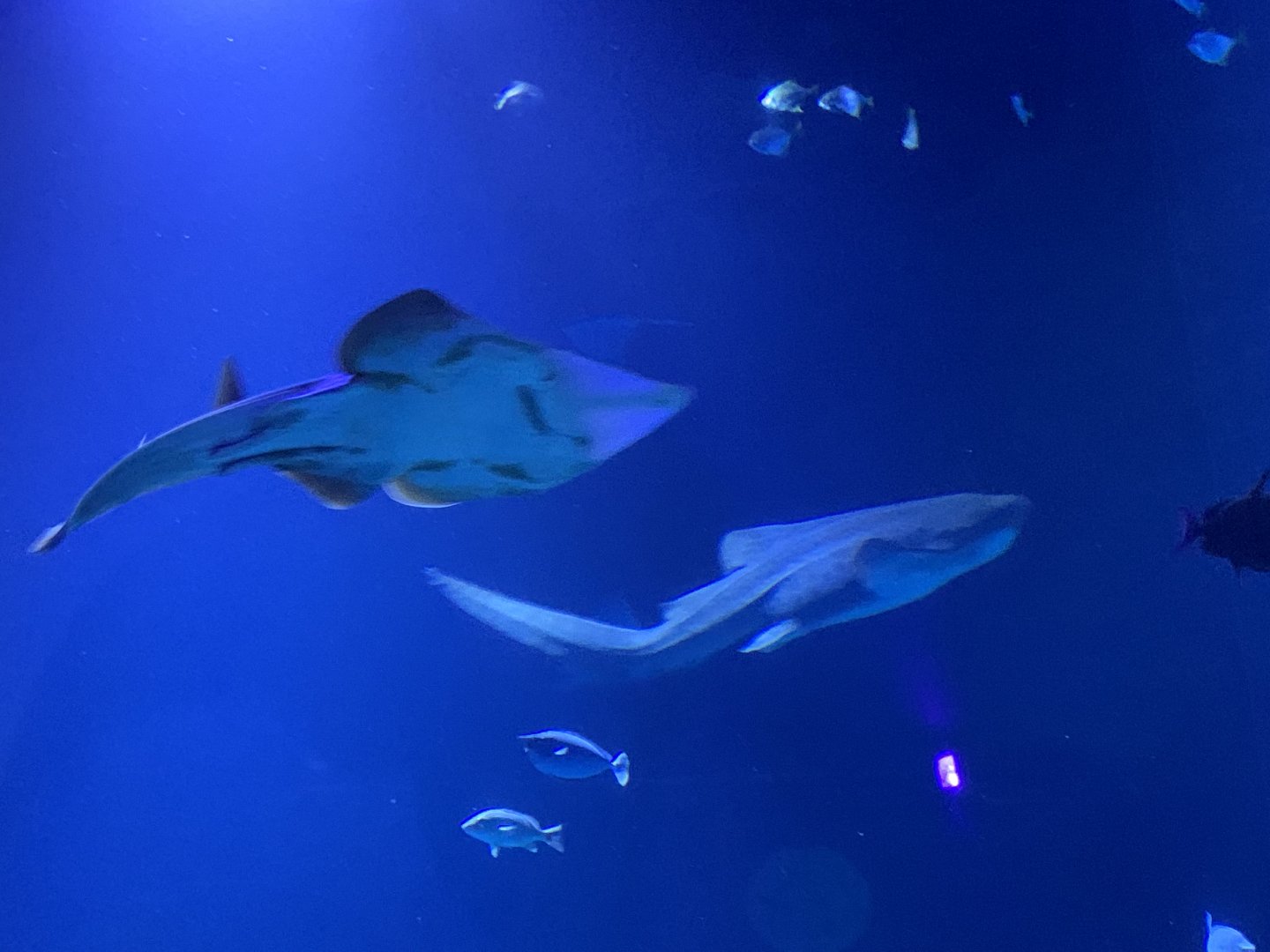 Zebra shark and blackfin guitarfish