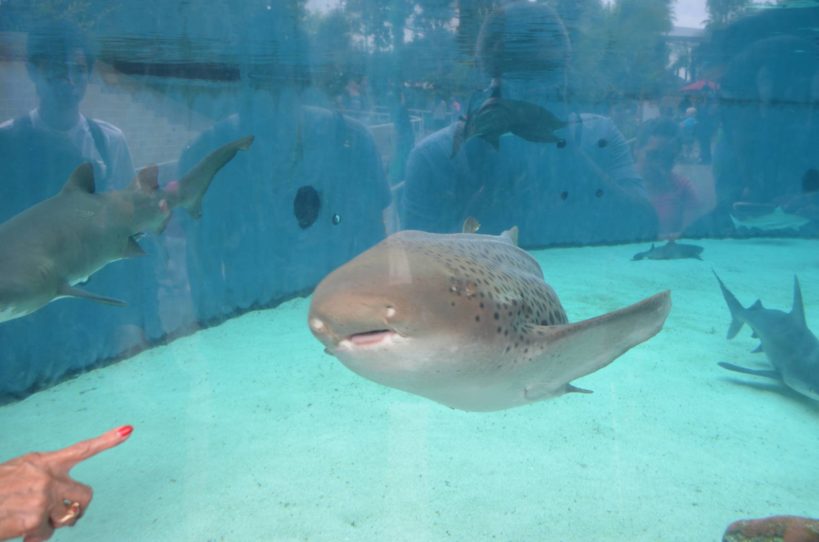 Zebra Shark and Sand Tiger Sharks