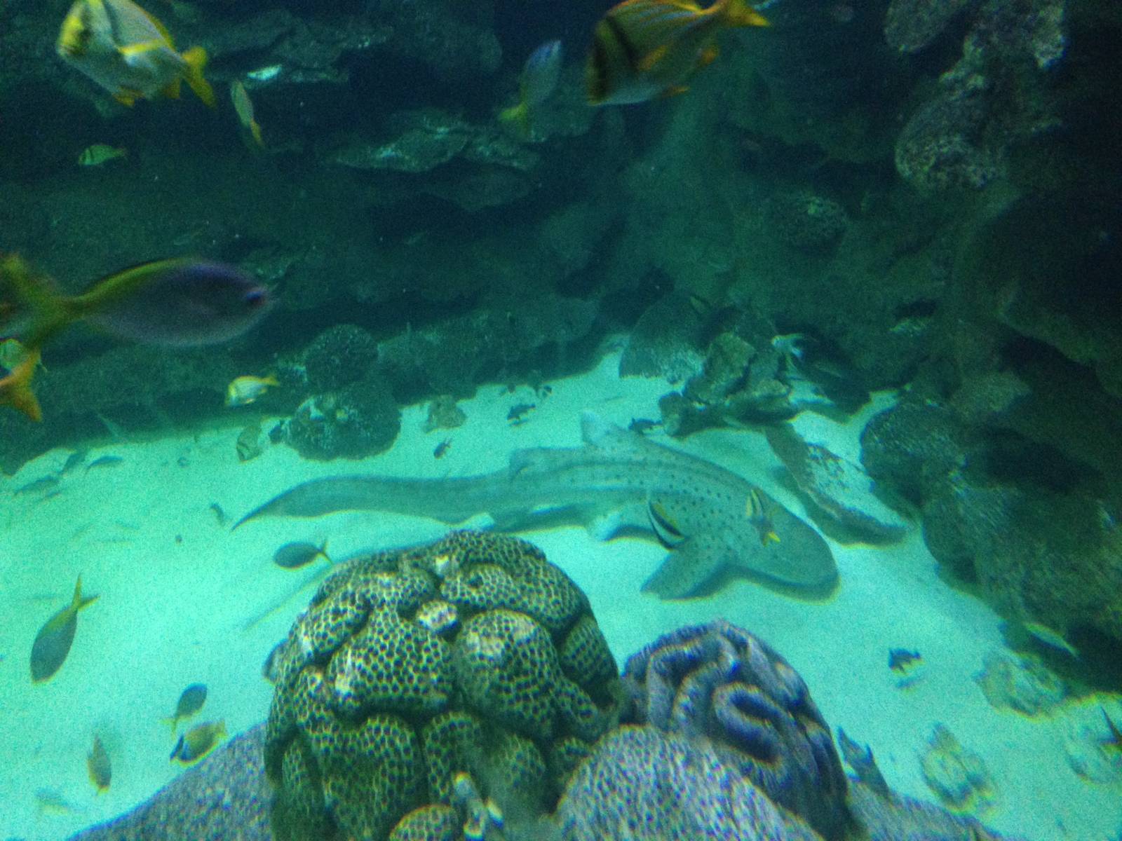 Zebra Shark at Blue Planet Aquarium - 05/10/2013