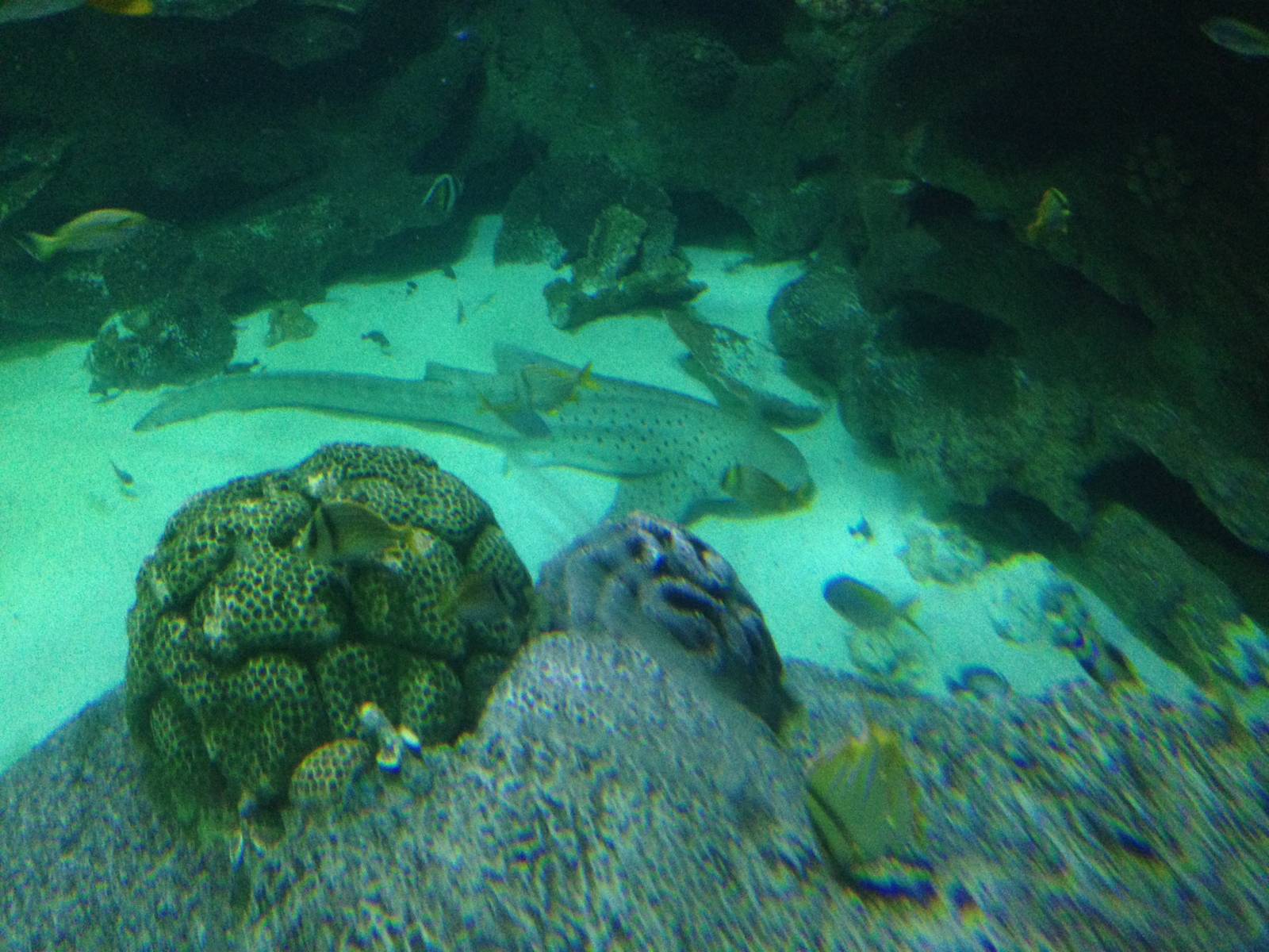 Zebra Shark at Blue Planet Aquarium - 05/10/2013