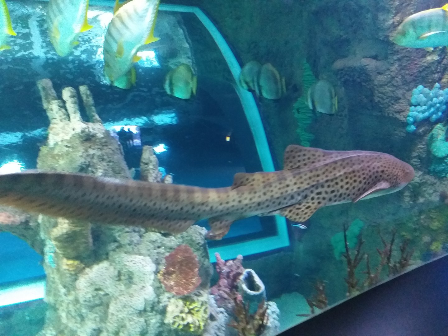 Zebra shark -BioDomo (2019)