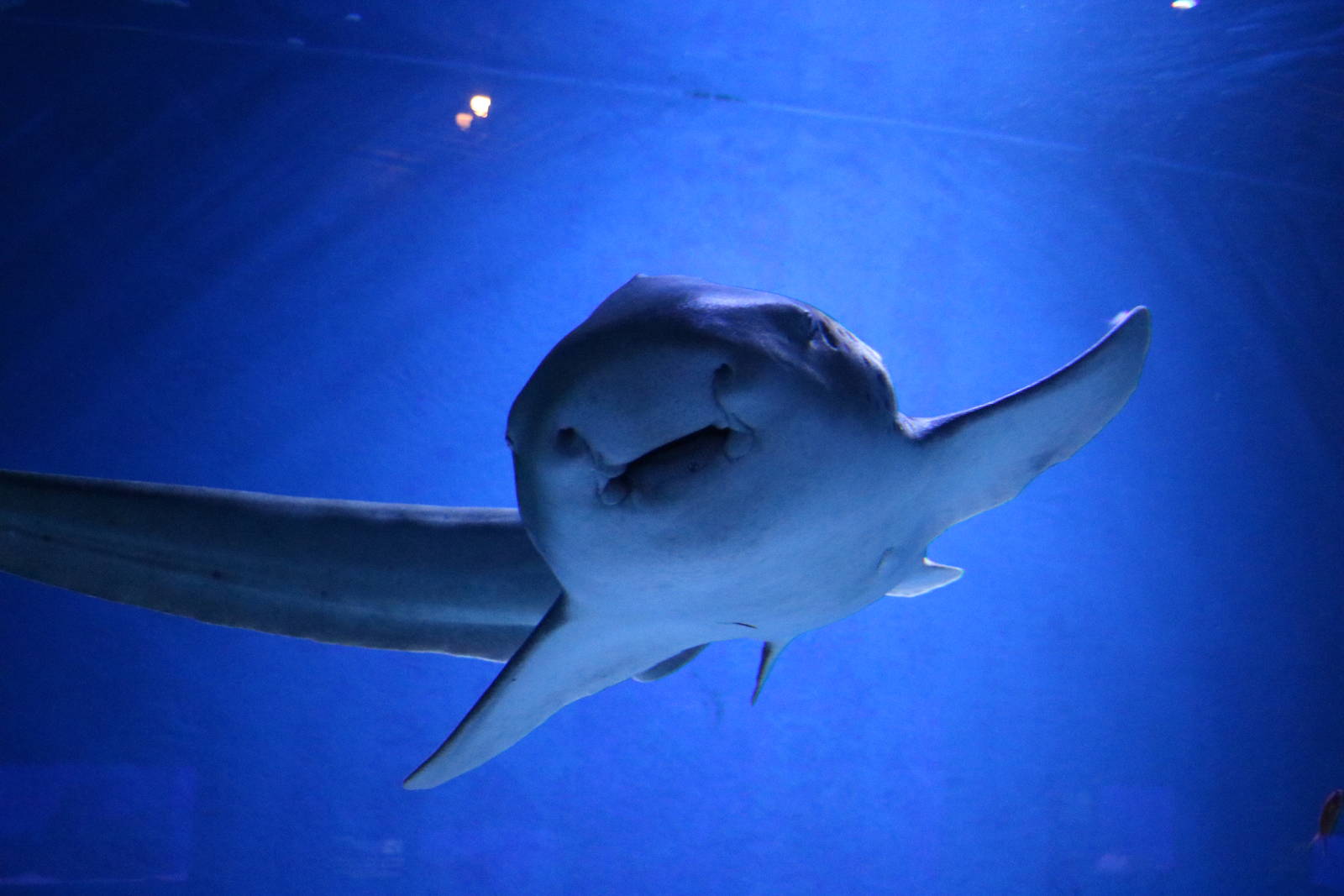Zebra shark - EPSON Aqua Park, February 2016