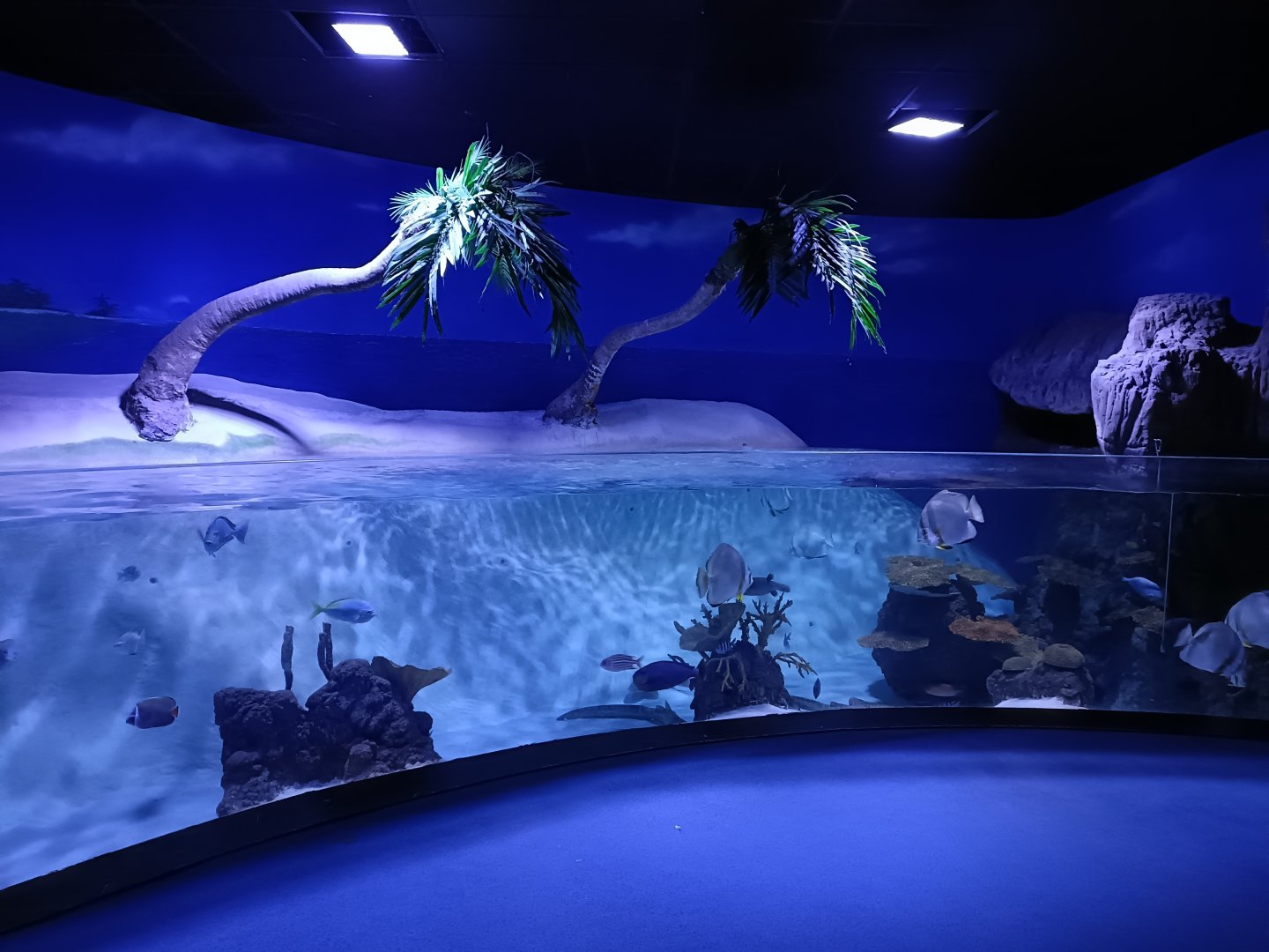 Zebra shark exhibit - Bioparc Acuario de Gijón