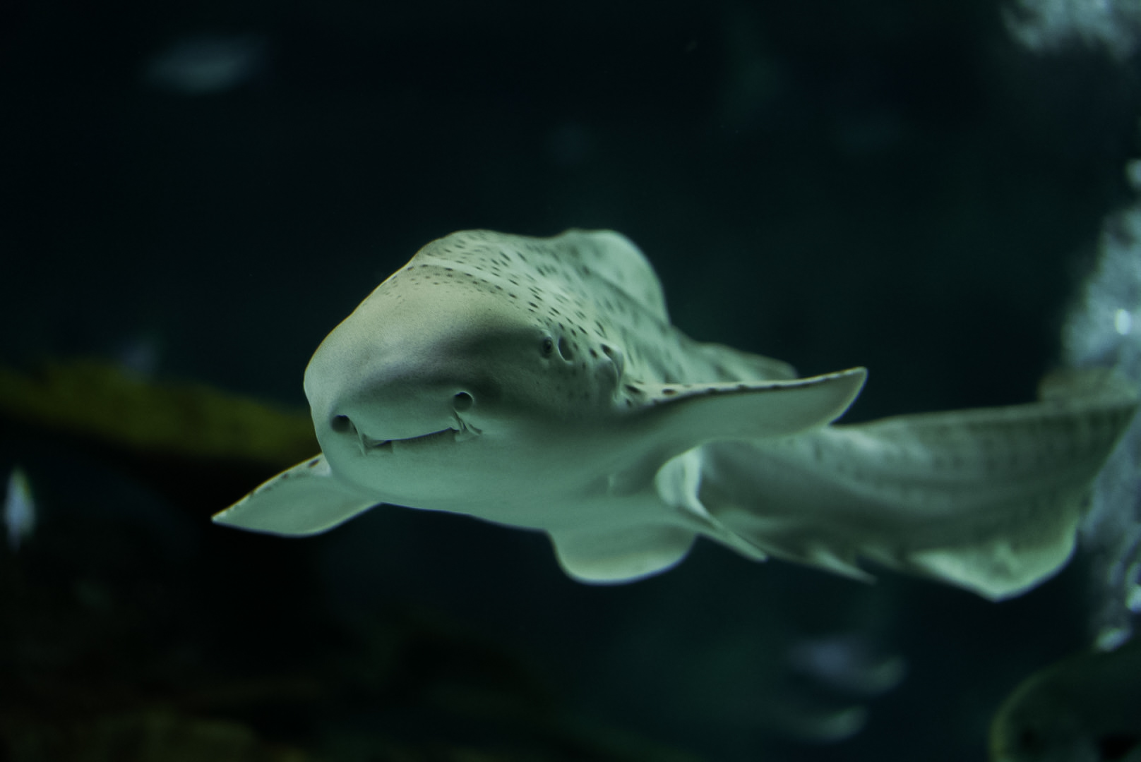 Zebra Shark (Oatmeal)