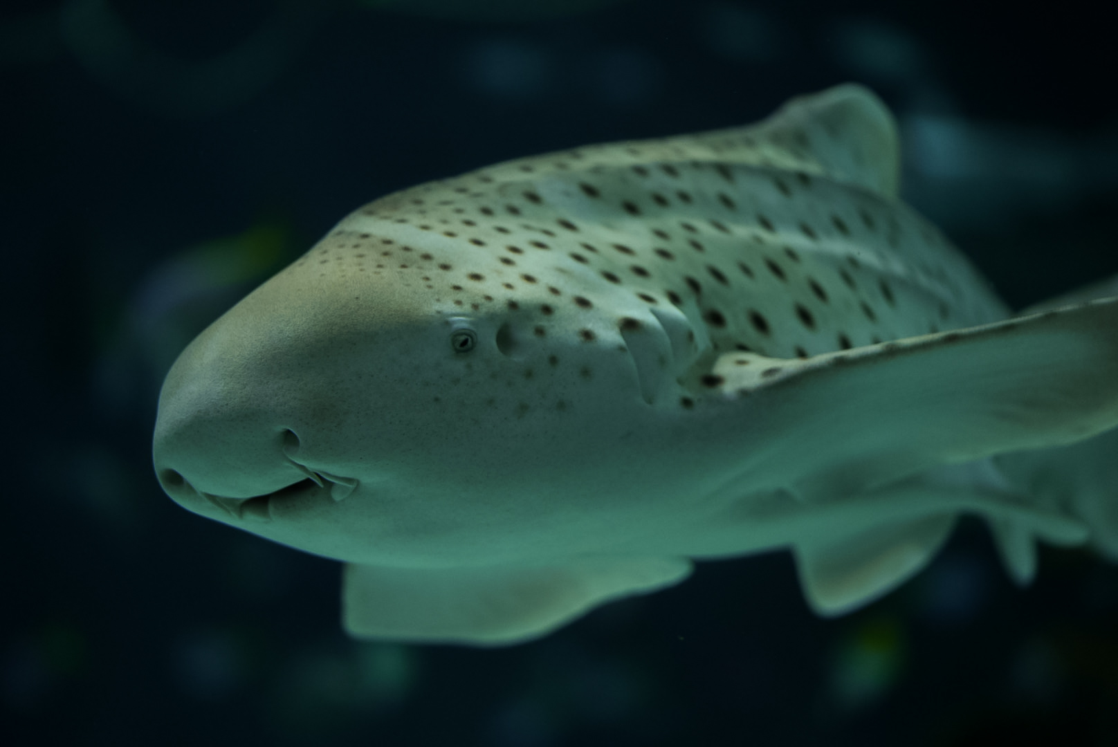 Zebra Shark (Oatmeal)