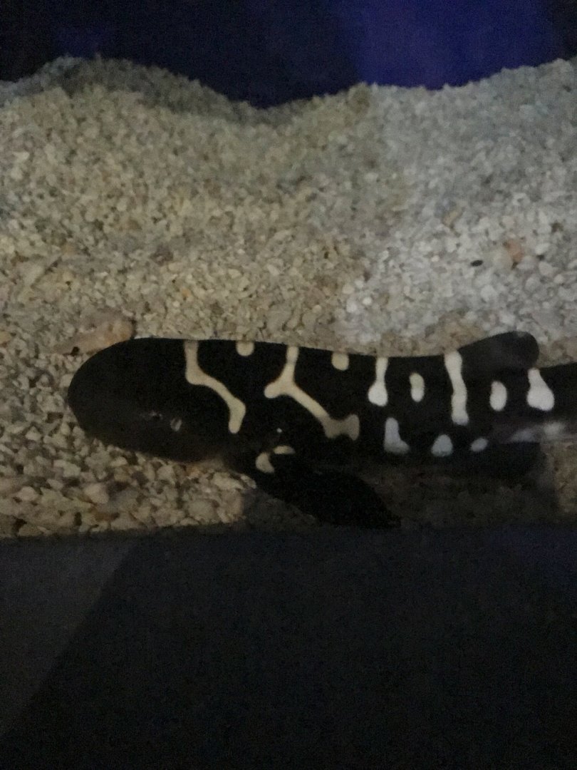 Zebra Shark Pup