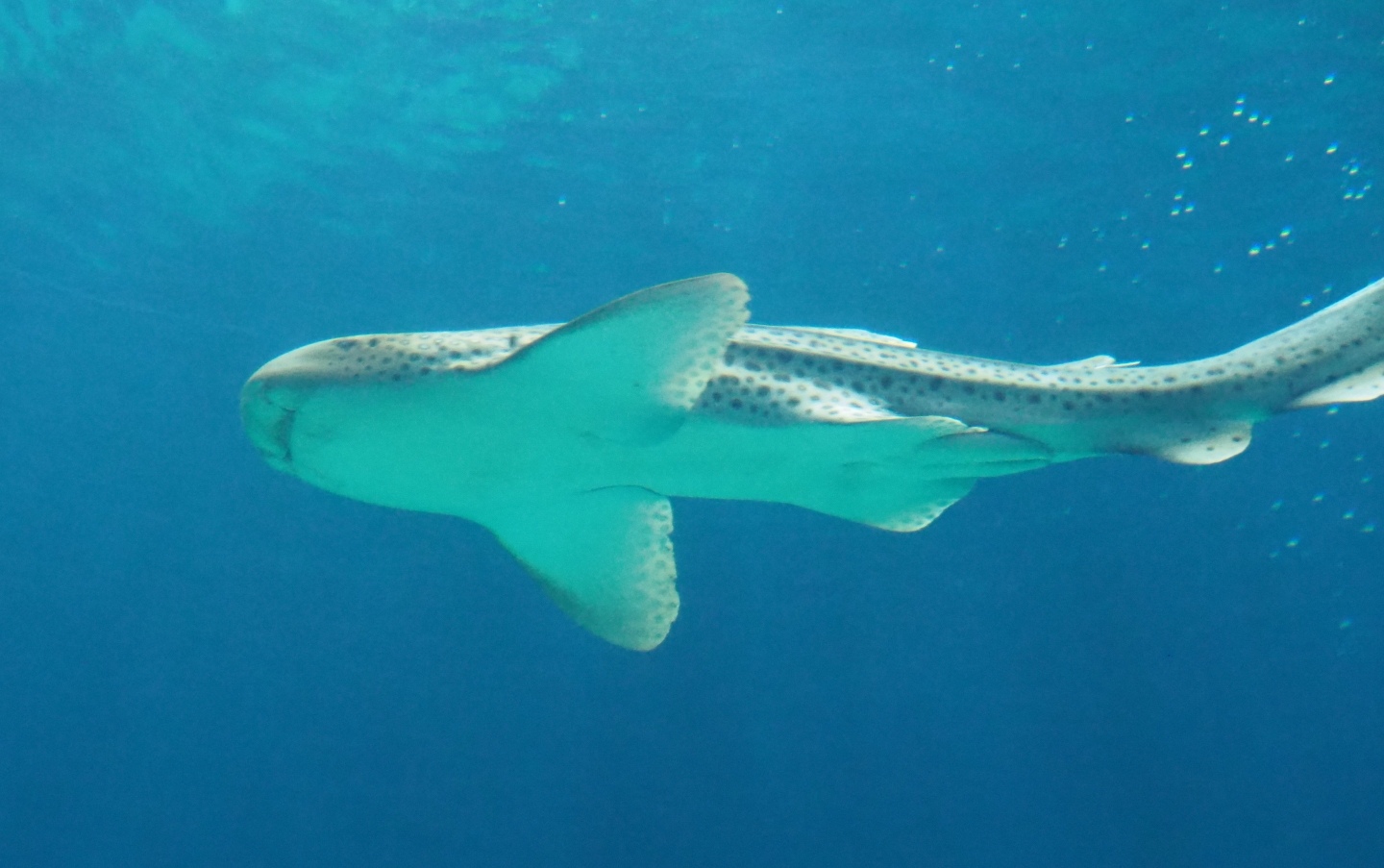 Zebra shark (Stegostoma fasciatum), Sep 16th, 2018