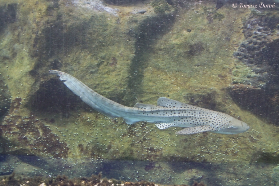 Zebra Shark (Stegostoma fasciatum)