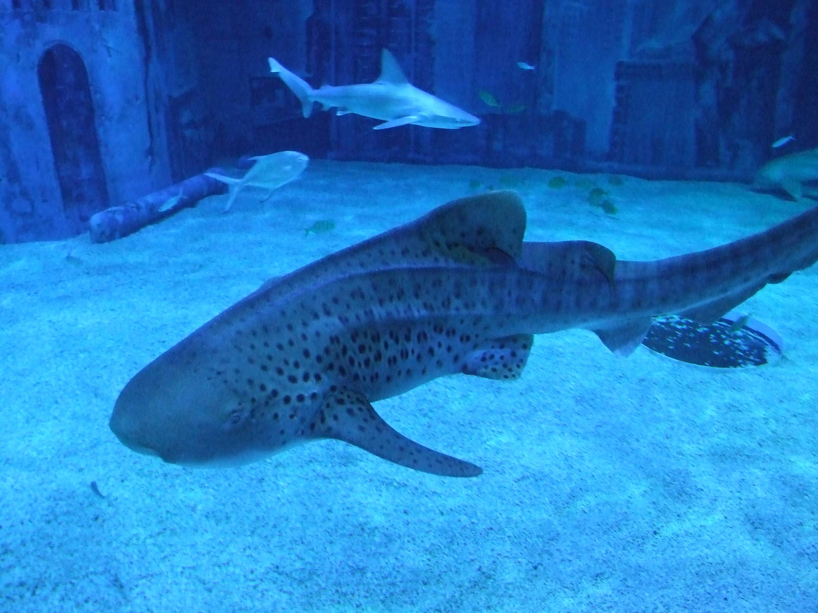 zebra shark (Stegostoma fasciatum)