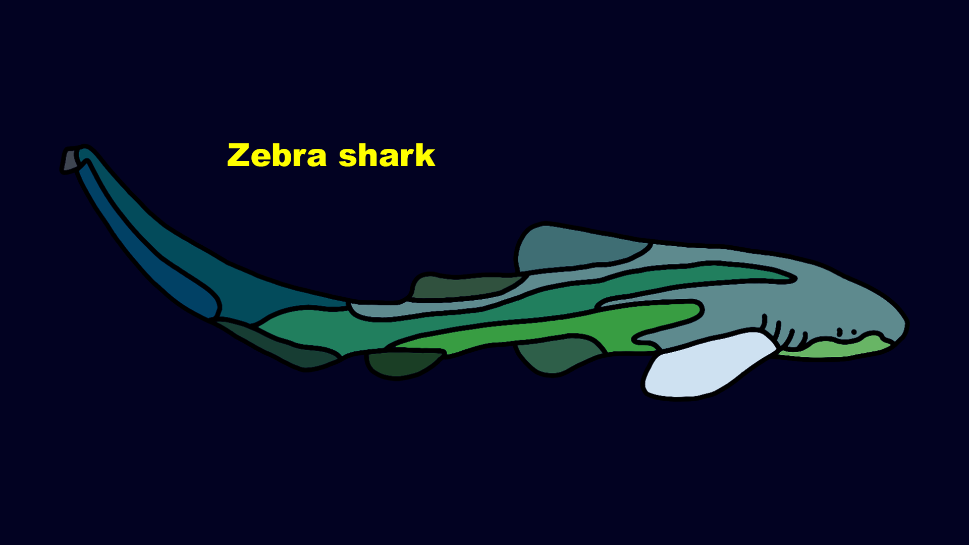 Zebra shark (Stegostoma fasciatum)