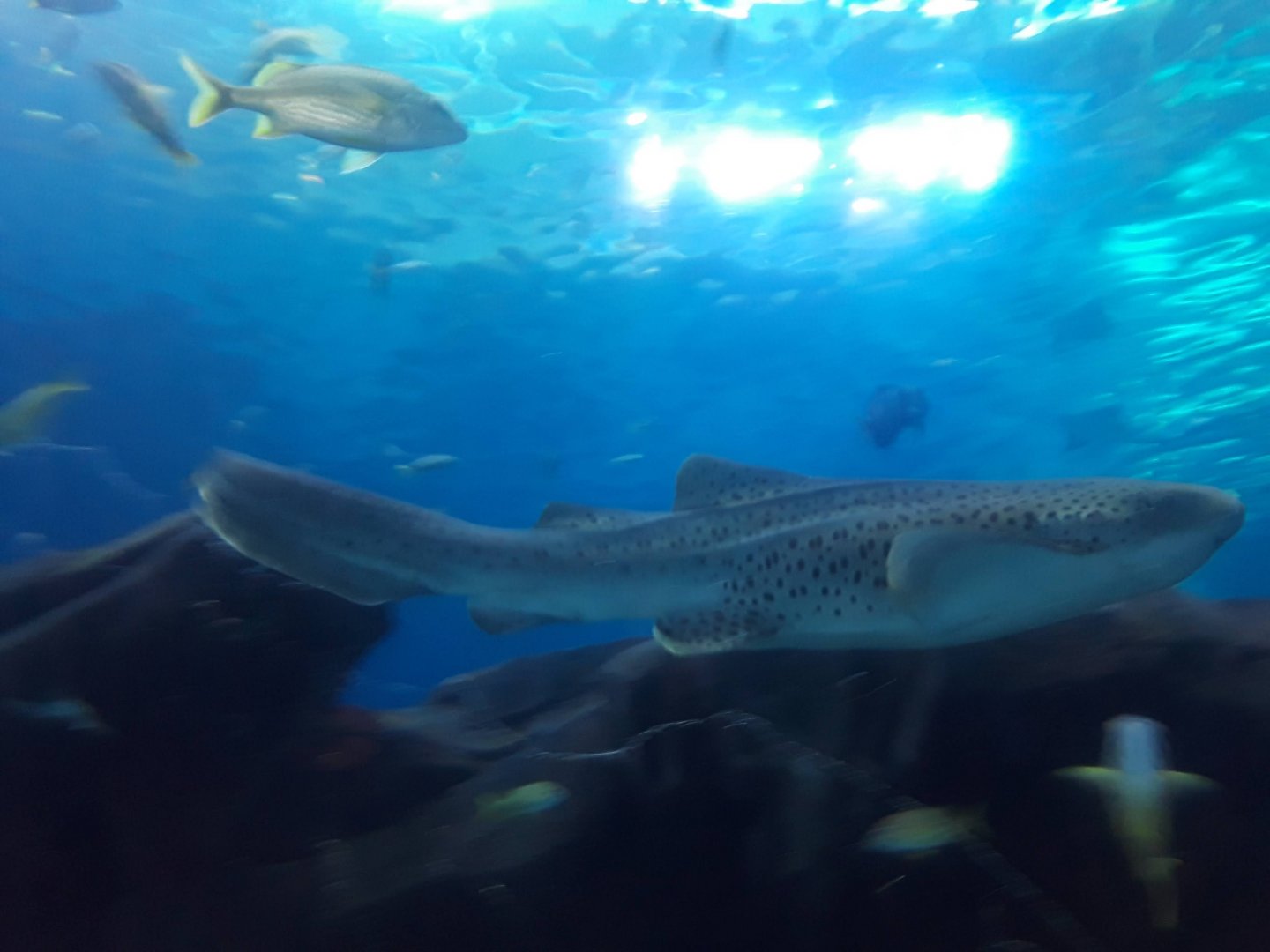 Zebra Shark (Stegostoma fasciatum)