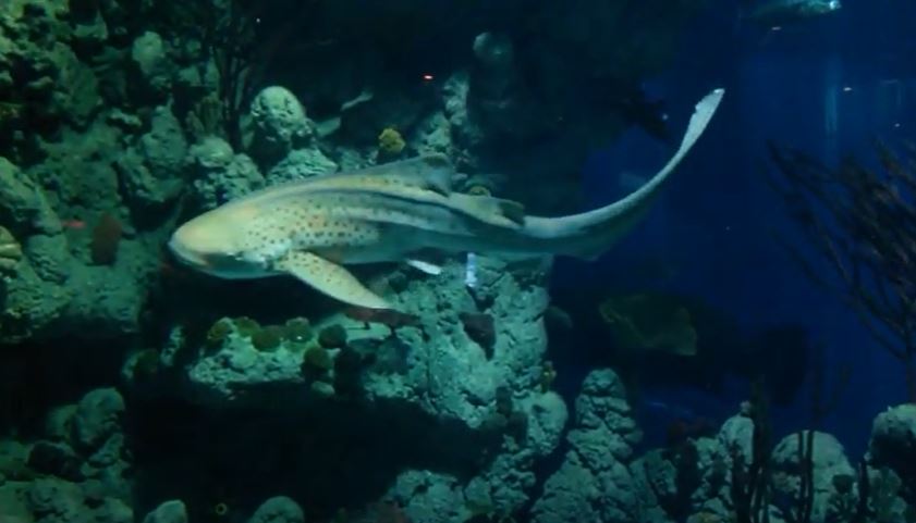 Zebra Shark (Stegostoma fasciatum)