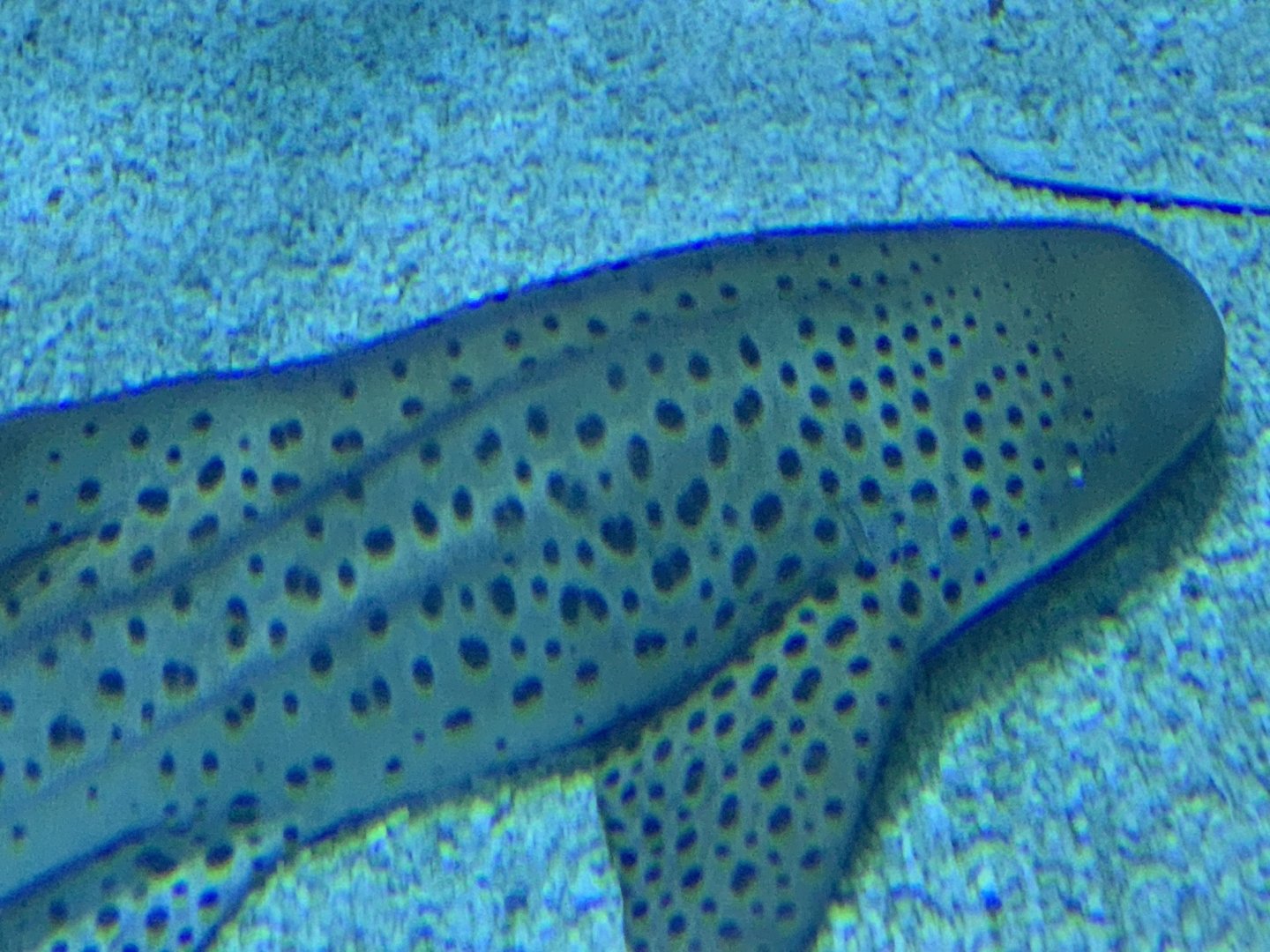 Zebra Shark (Stegostoma fasciatum)