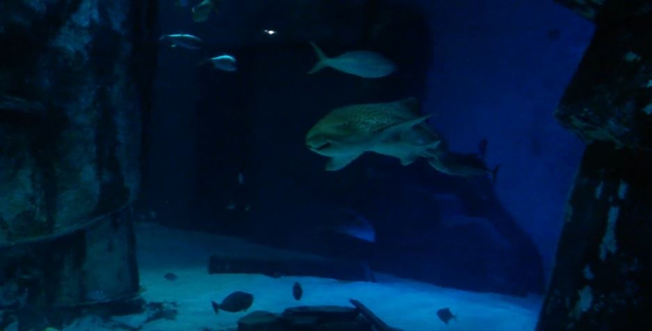 Zebra Shark (Stegostoma fasciatum)