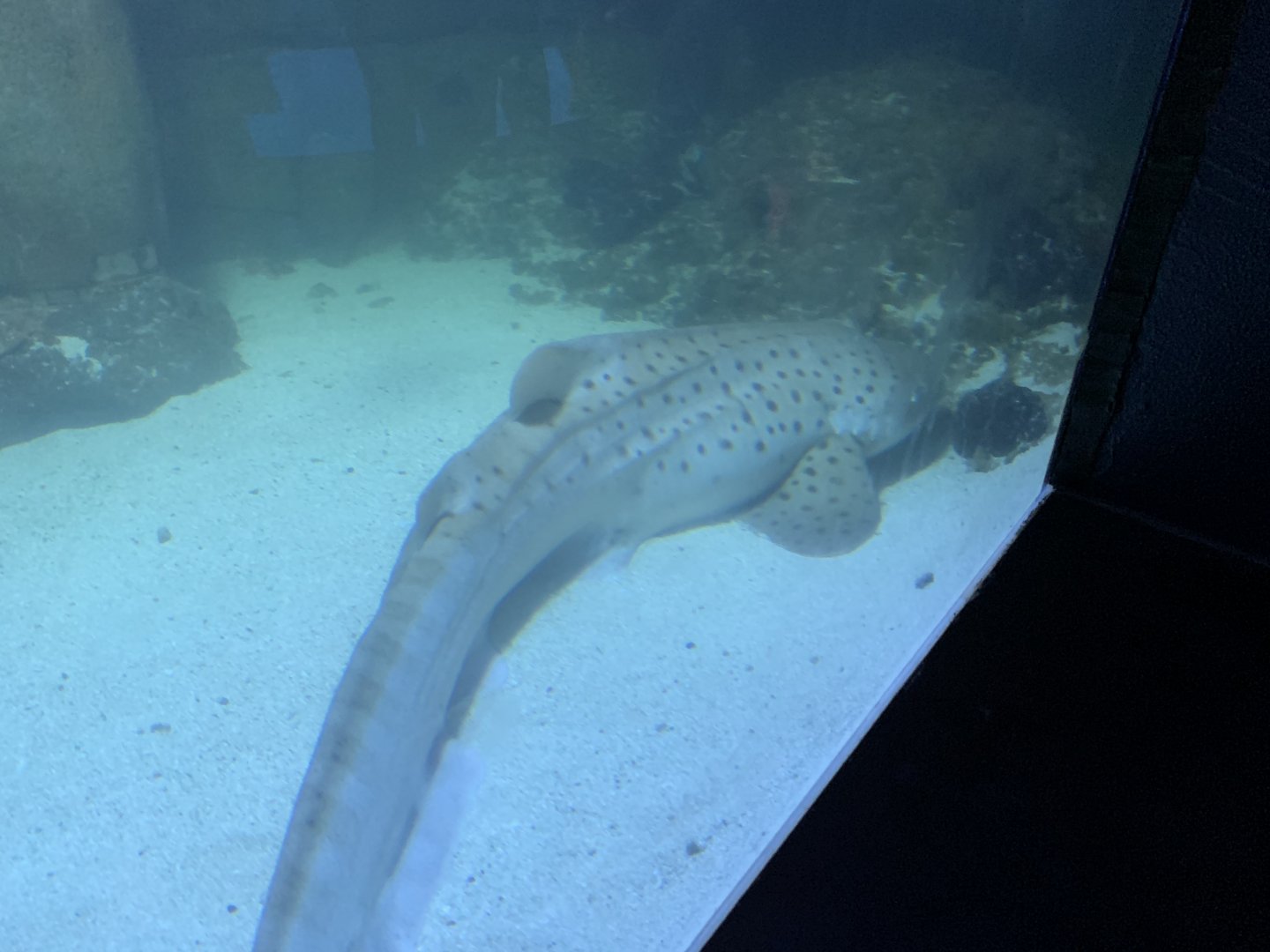 Zebra Shark (Stegostoma fasciatum)