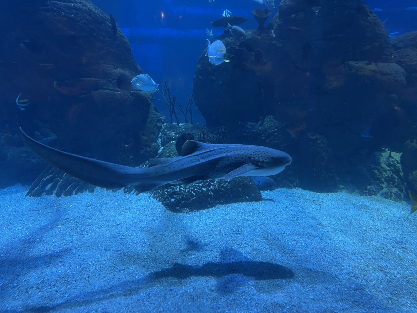 zebra shark (stegostoma tigrinum) (1)