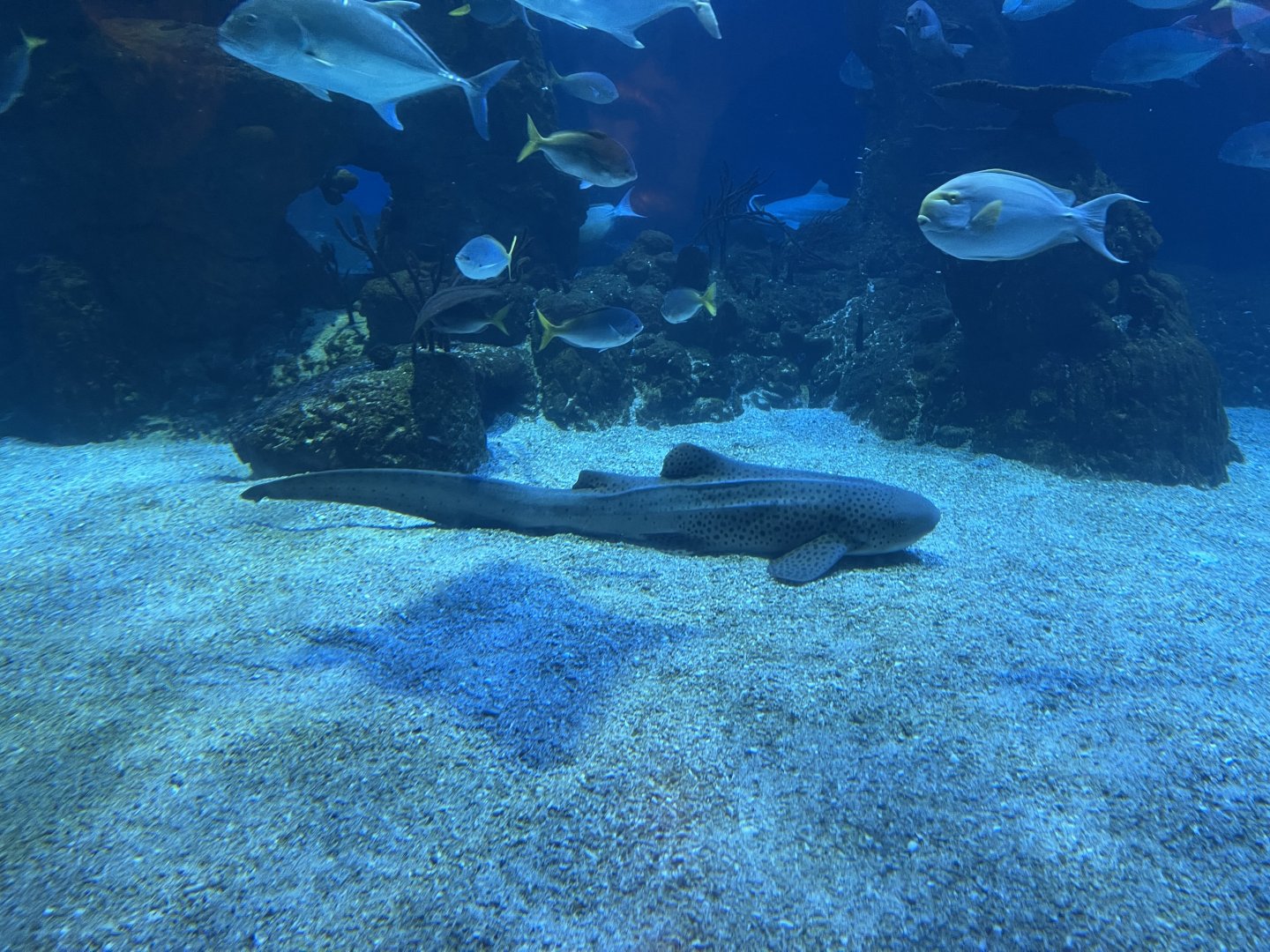 zebra shark (stegostoma tigrinum) (2)