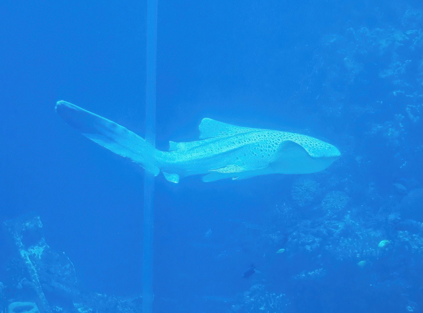 Zebra shark (Stegostoma tigrinum), 2023-10-07