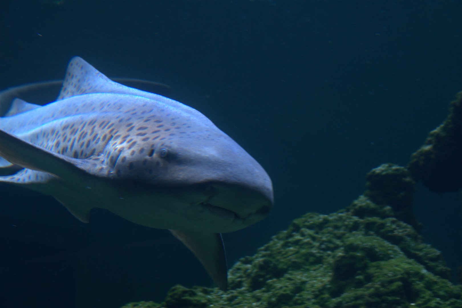 Zebra Shark (Stegostoma tigrinum), 2025-08-23