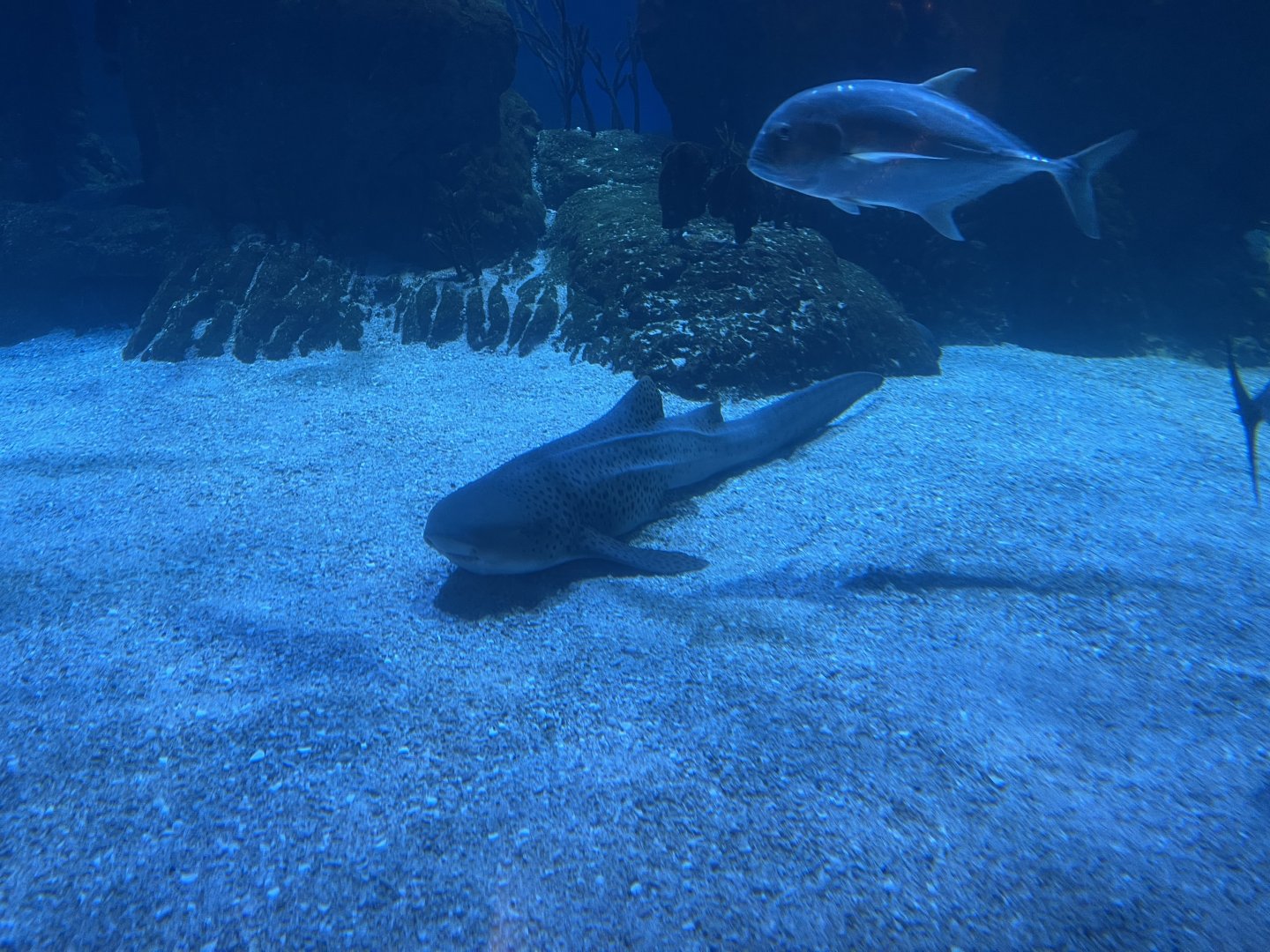 zebra shark (stegostoma tigrinum) (3)