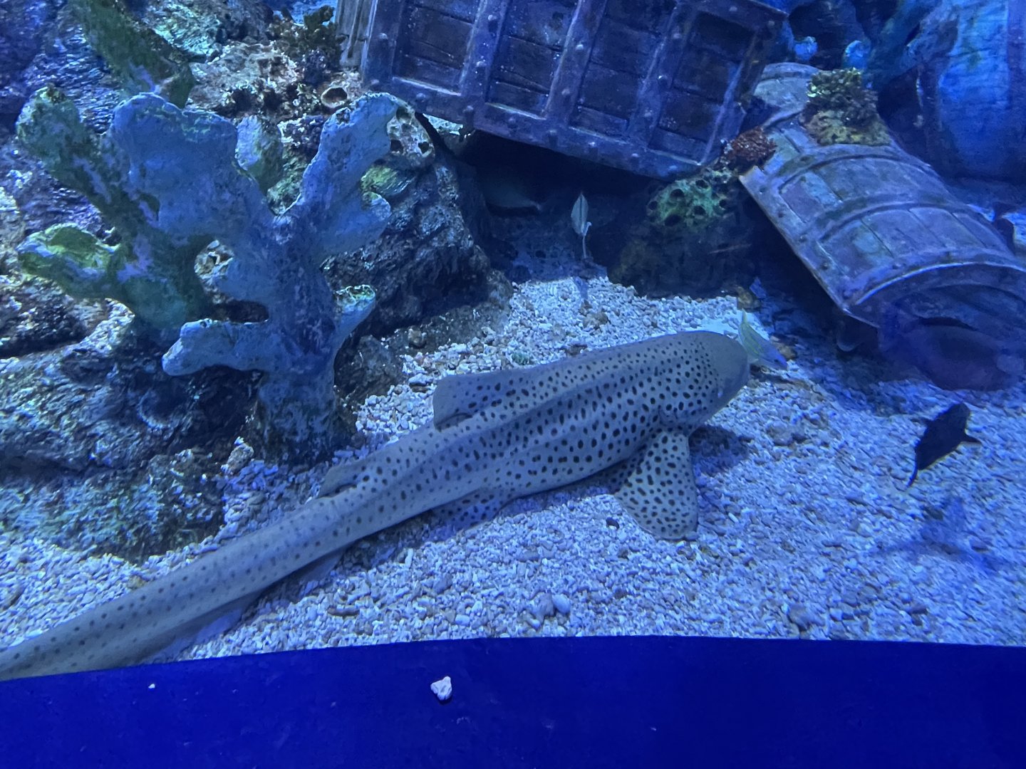 zebra shark (stegostoma tigrinum) - BX Sea