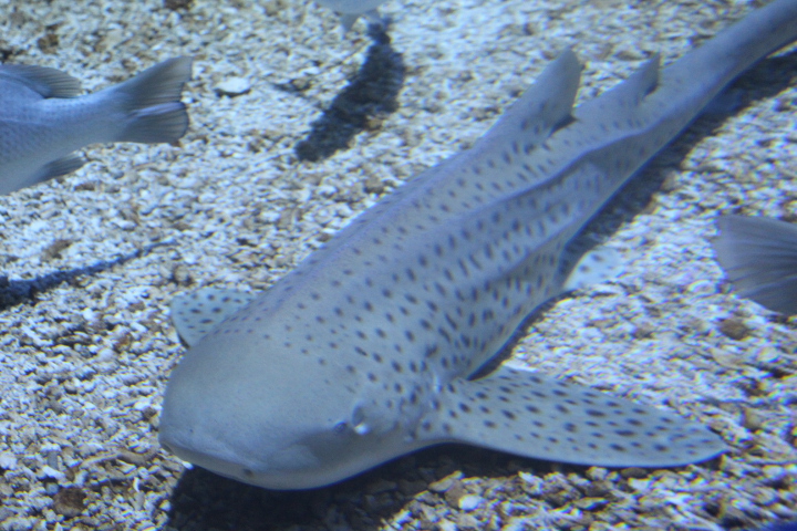 Zebra shark (Stegostoma tigrinum) - BXSea