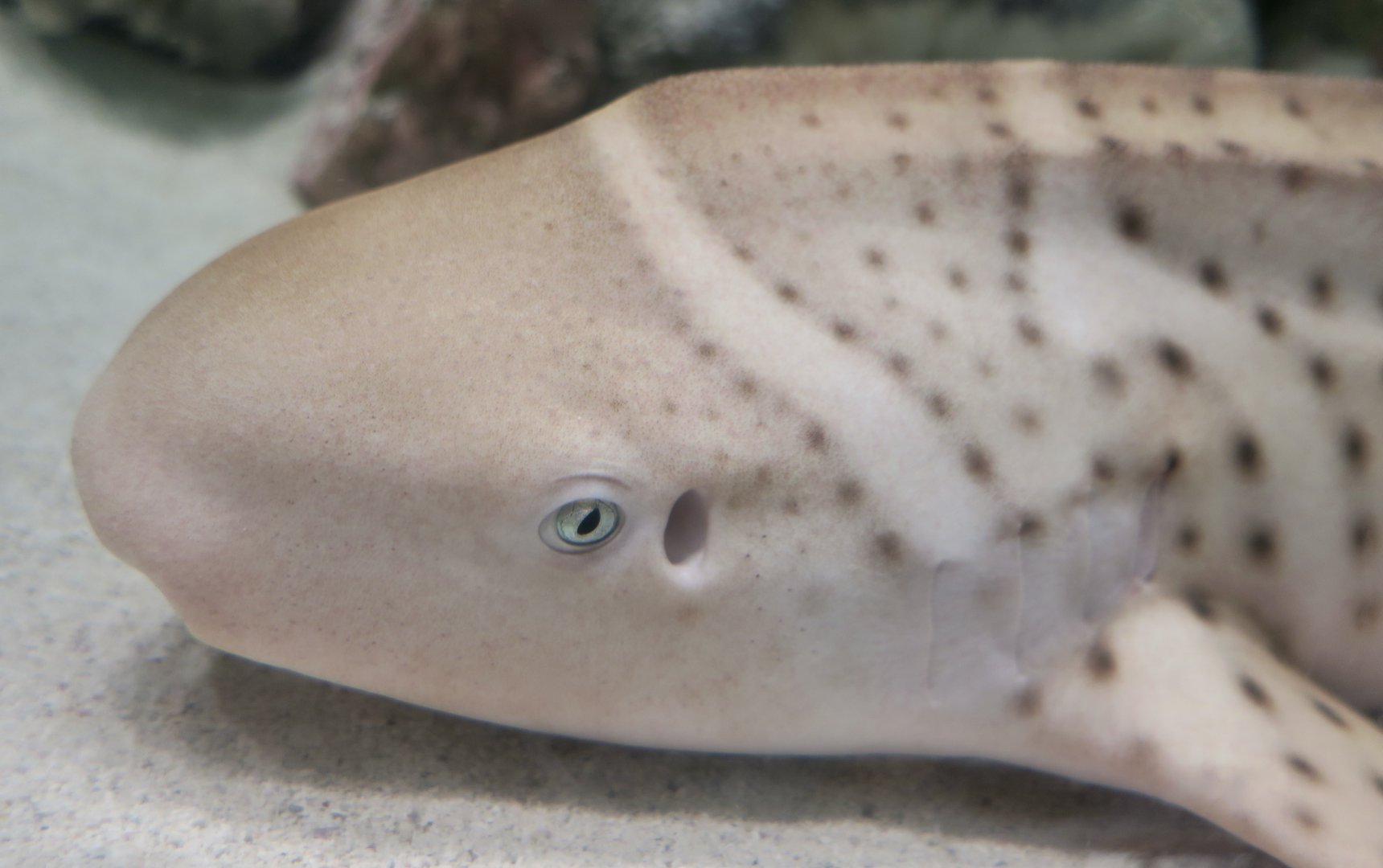 Zebra Shark (Stegostoma tigrinum) juvenile