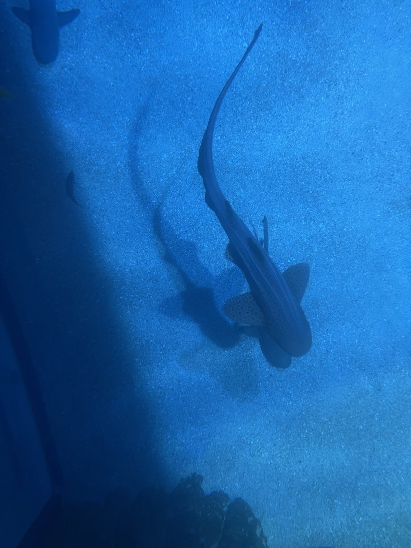 zebra shark (stegostoma tigrinum) (view from top)