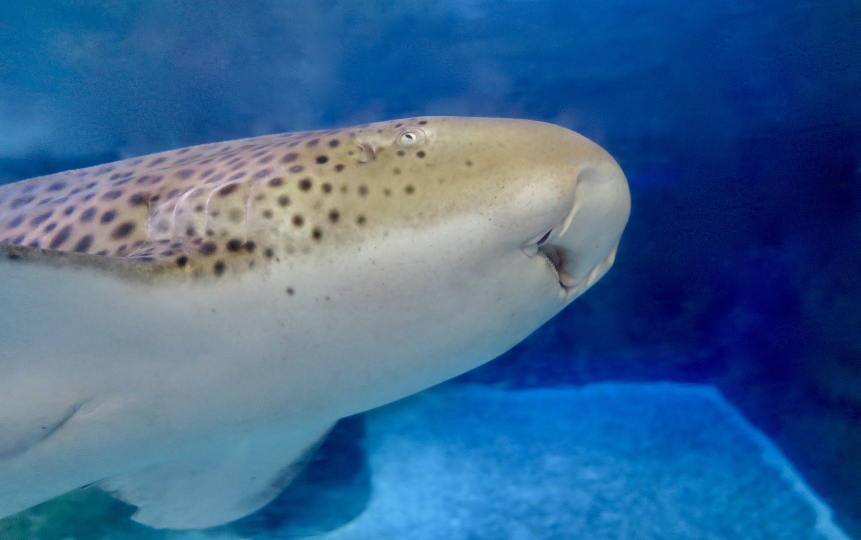 Zebra Shark (Stegostoma tigrinum)