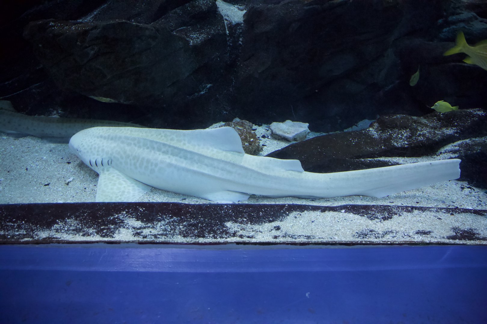 Zebra Shark/ Stegostoma tigrinum