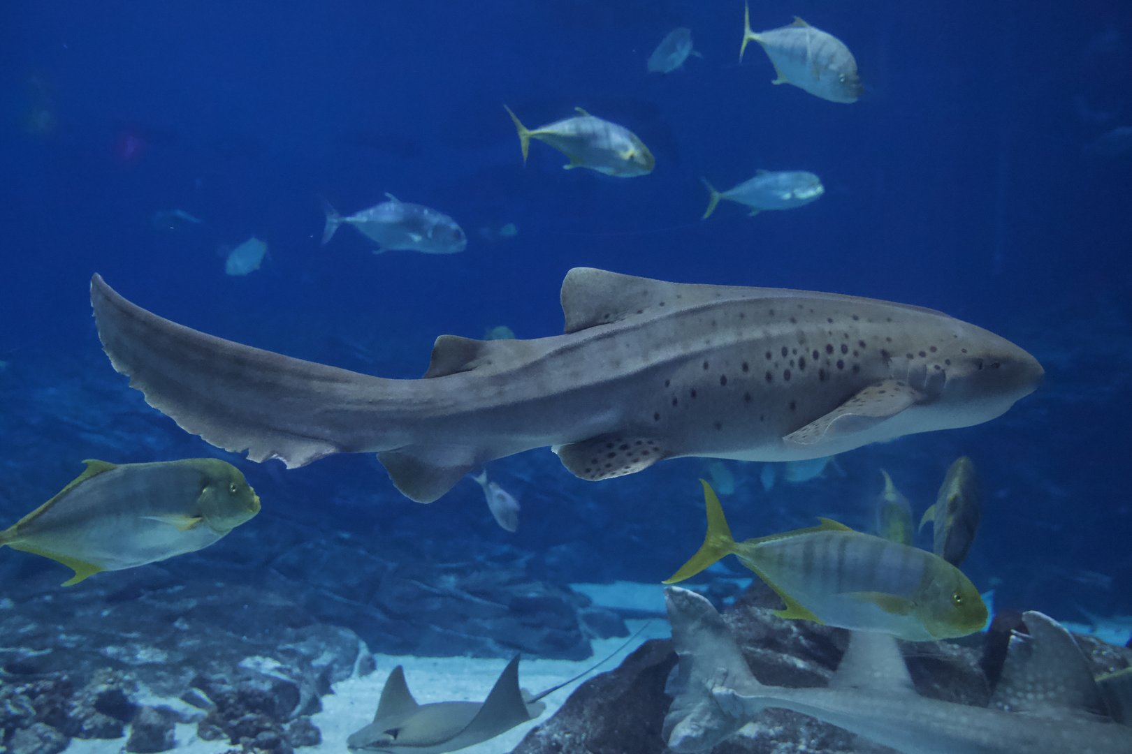 Zebra Shark/ Stegostoma tigrinum