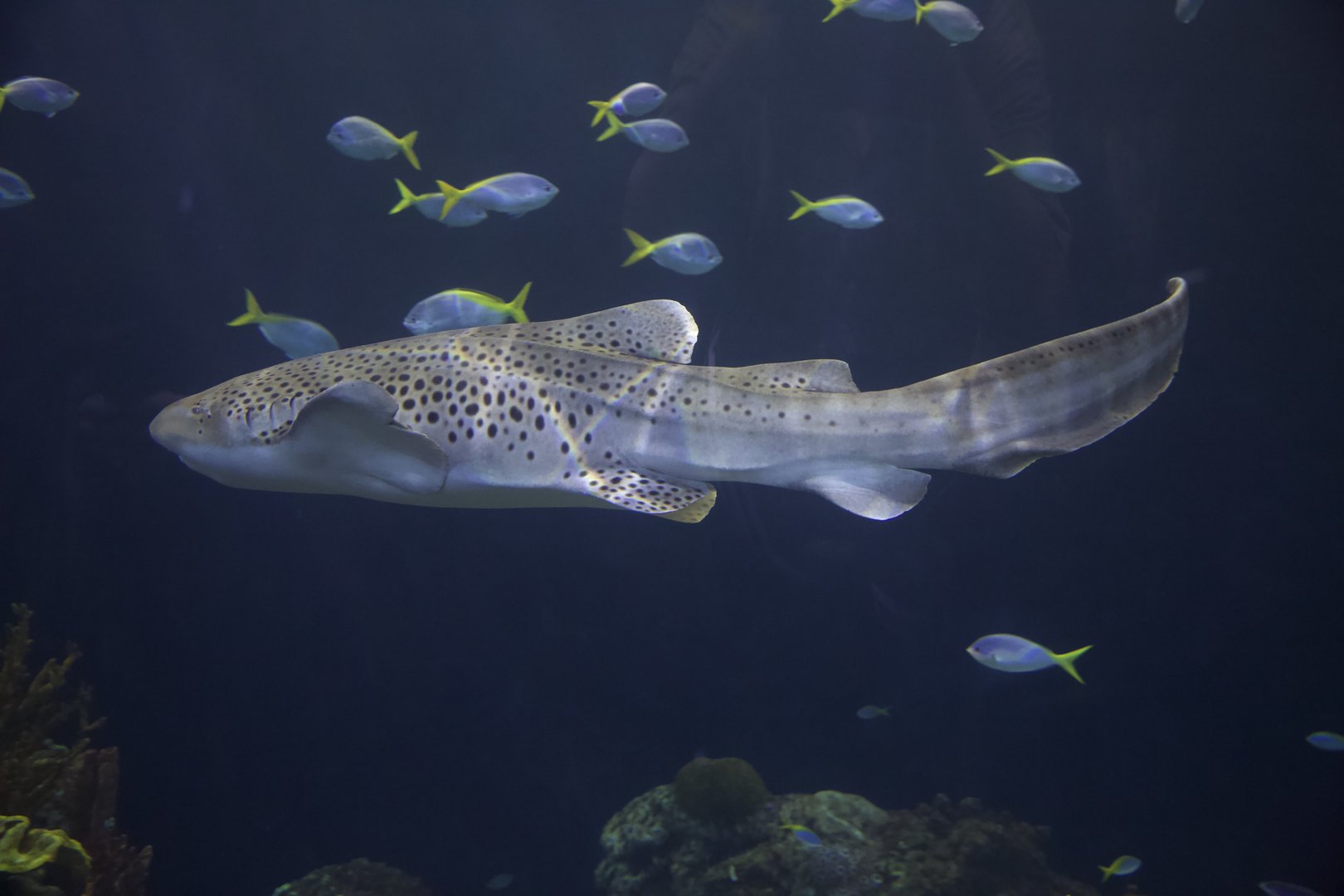 Zebra Shark/ Stegostoma tigrinum