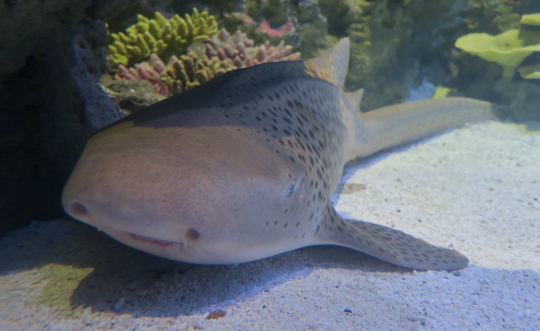 Zebra Shark (Stegostoma tigrinum)