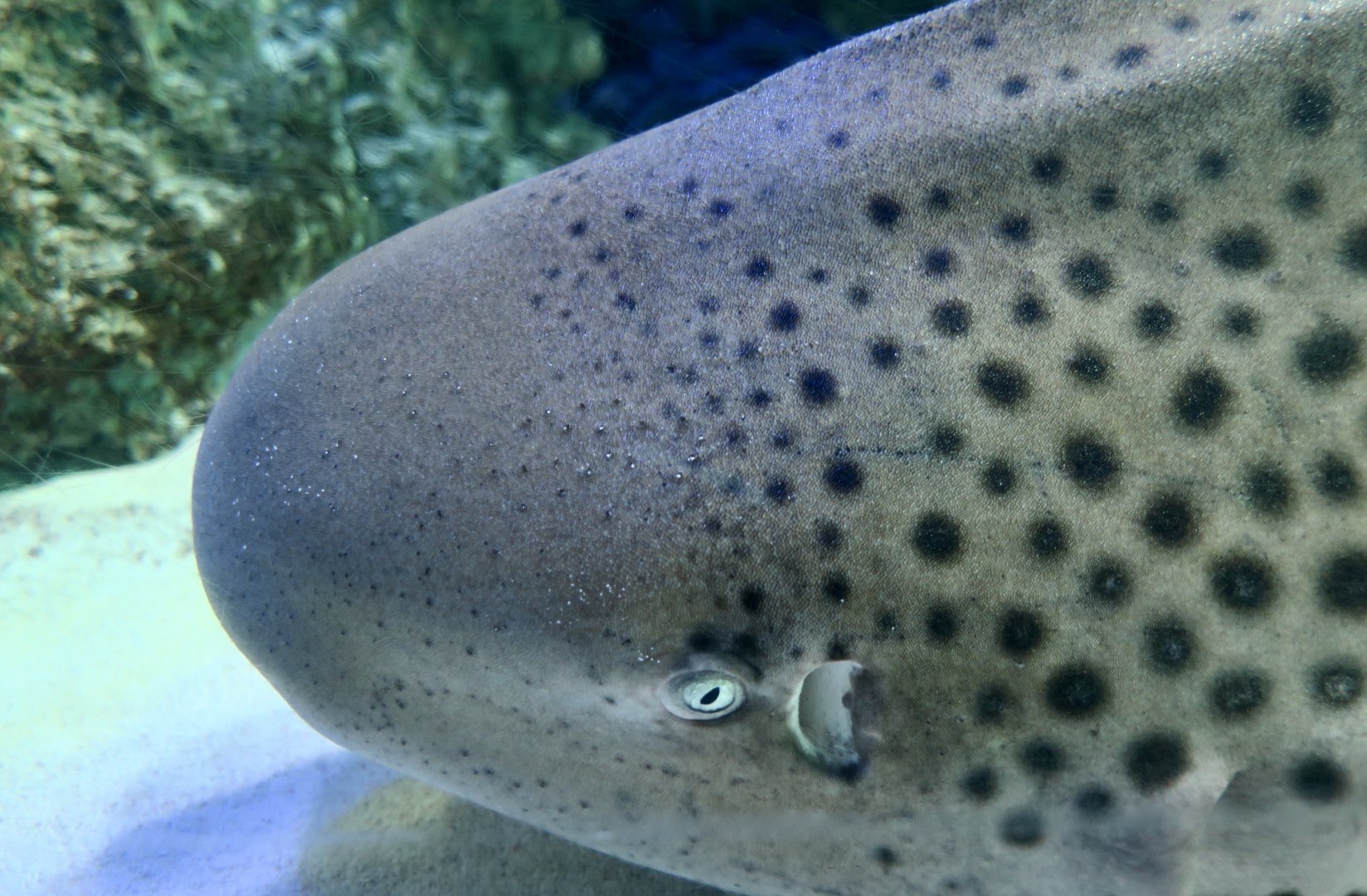 Zebra Shark (Stegostoma tigrinum)