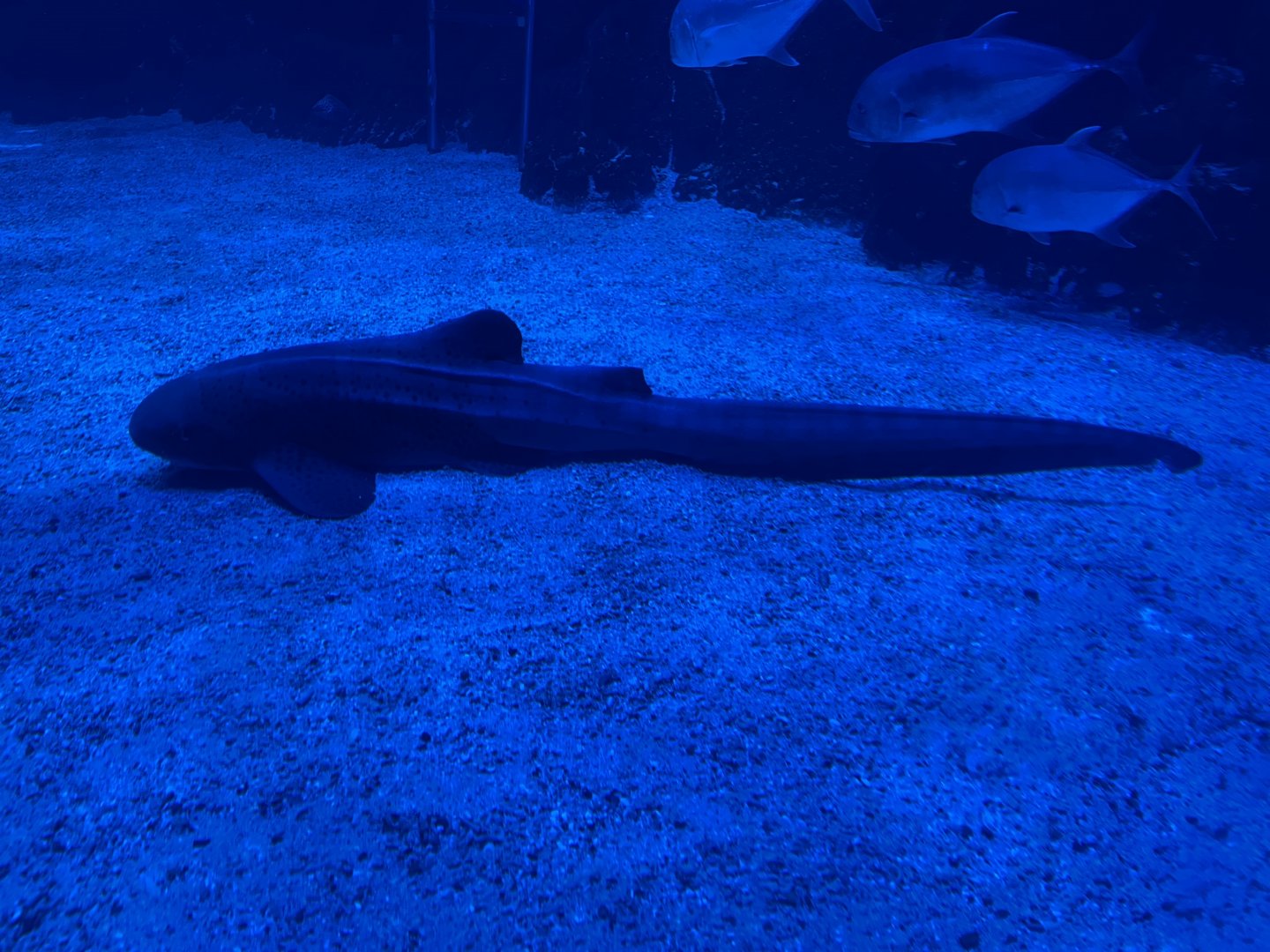 zebra shark (stegostoma tigrinum)