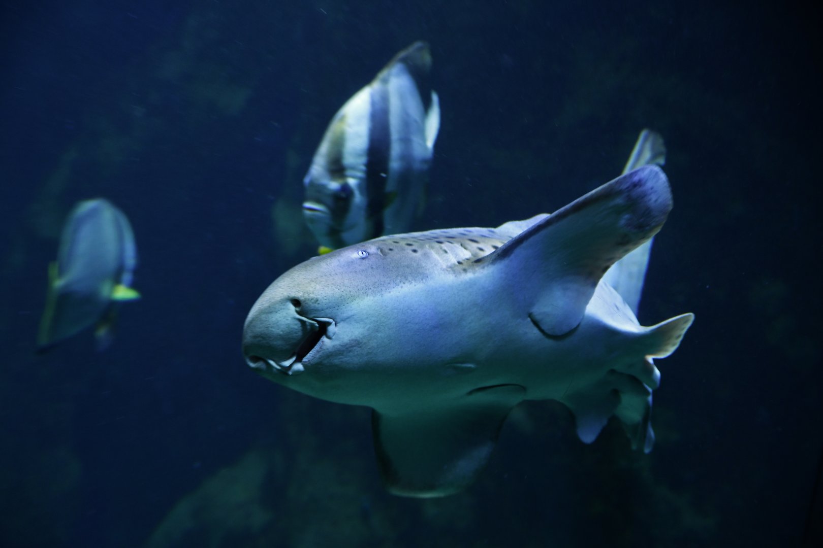 Zebra shark Stegostoma tigrinum