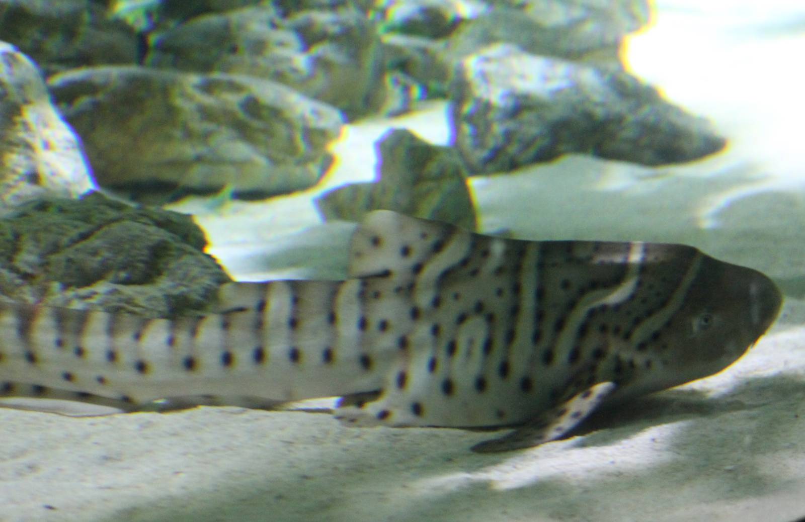 Zebra shark young