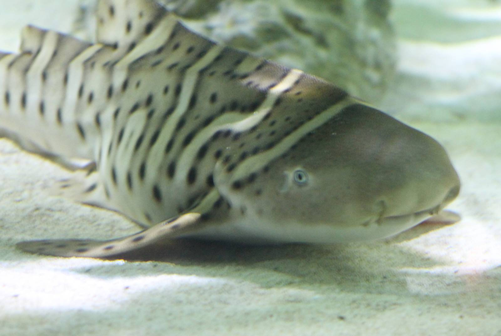 Zebra shark young