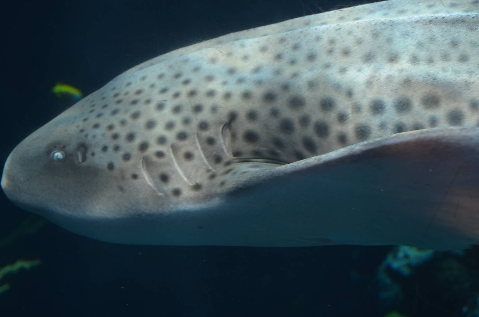 Zebra Shark