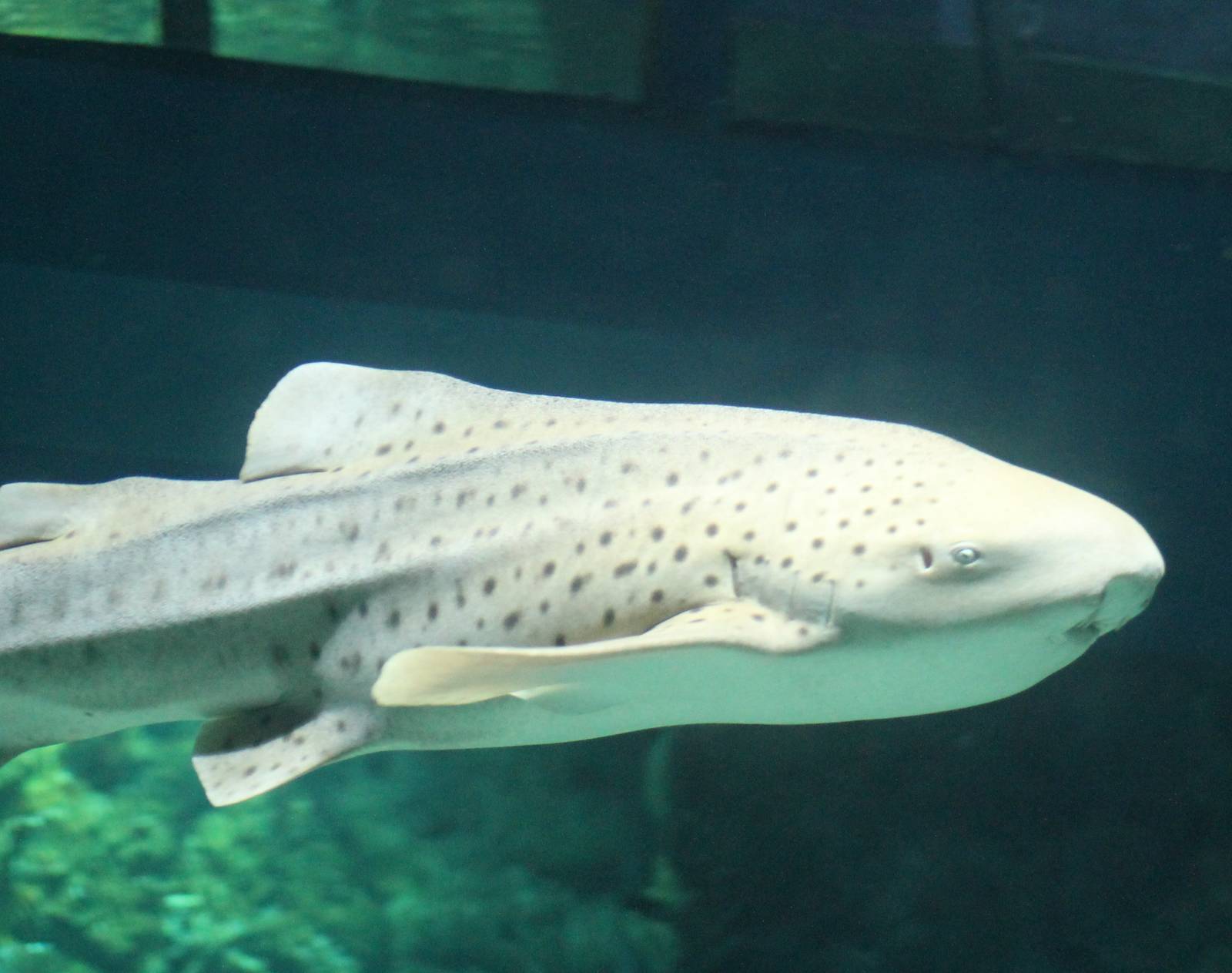 Zebra shark