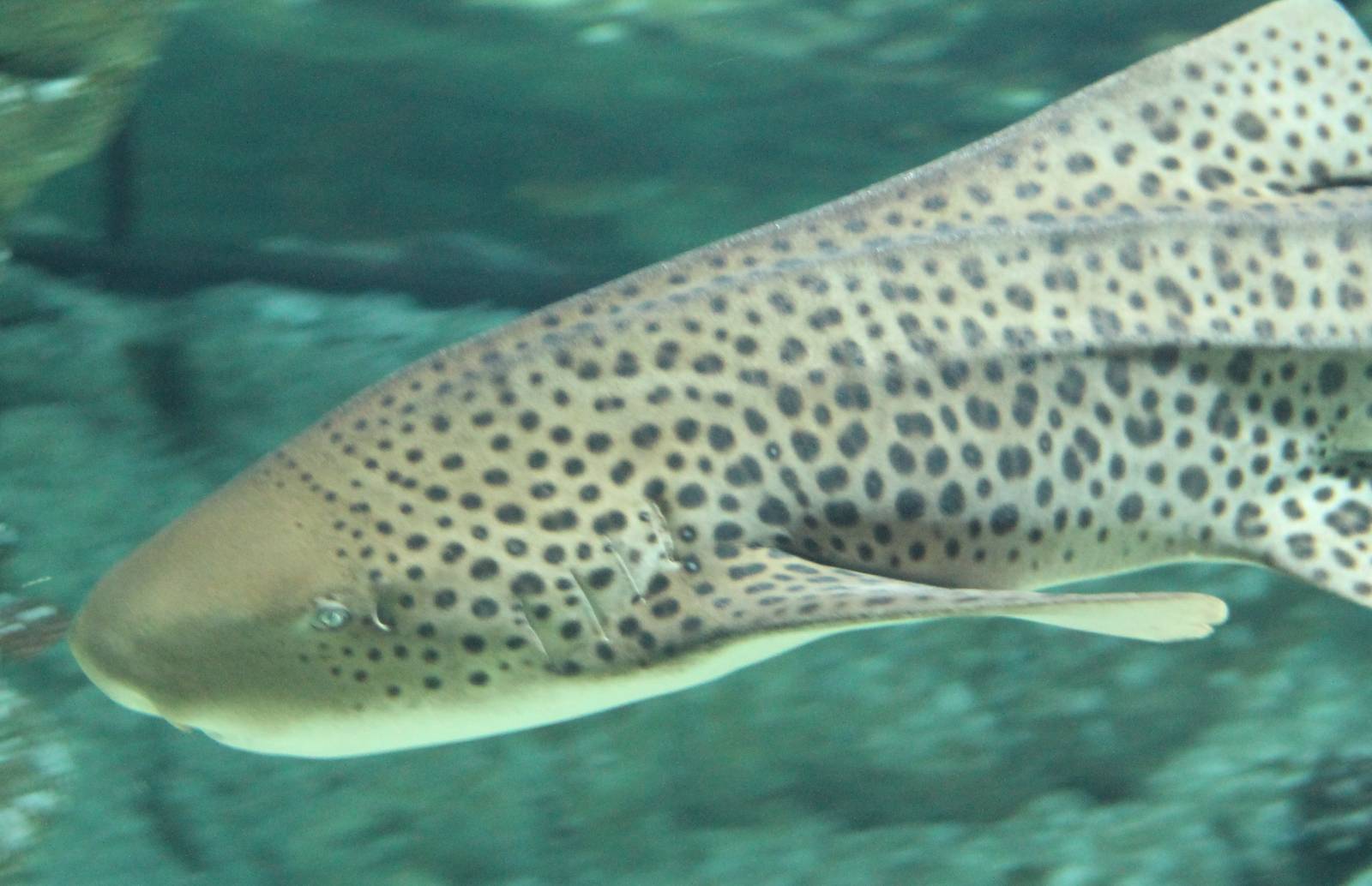 Zebra shark